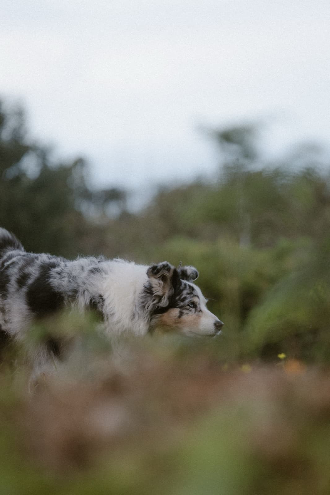 Hund in Bewegung im Freien