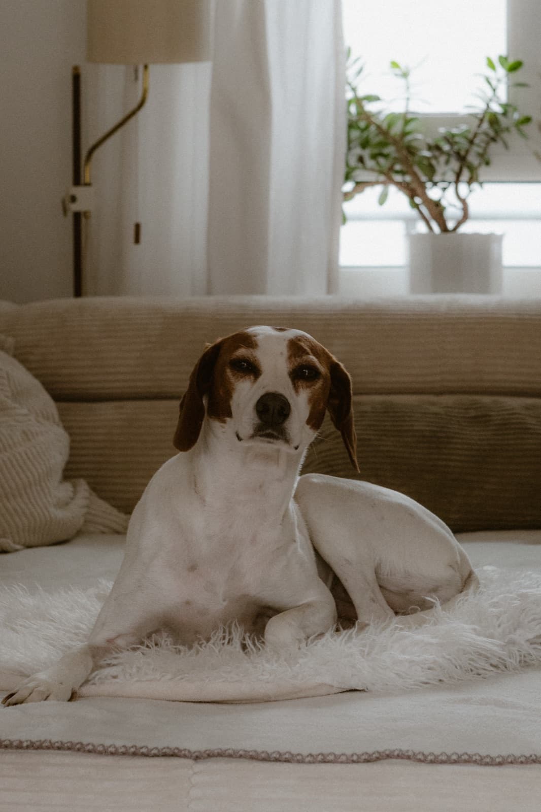 Hund liegt entspannt