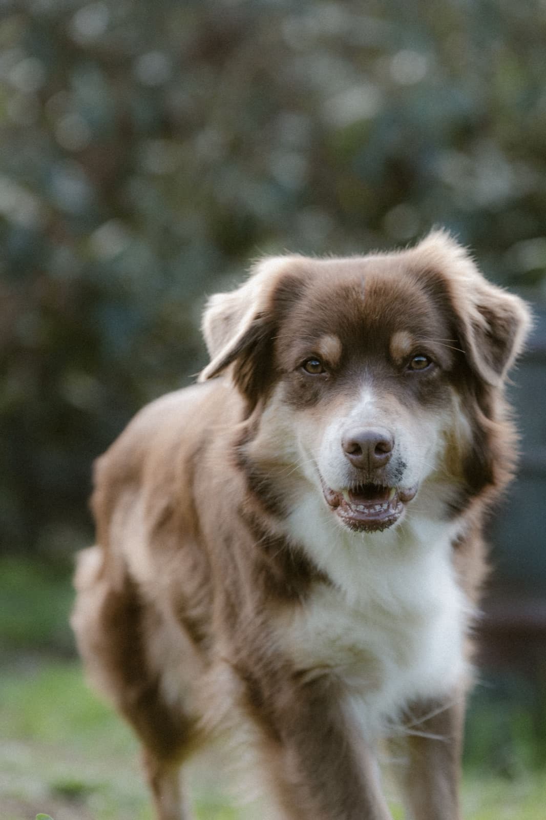 Hund rennt über die Wiese