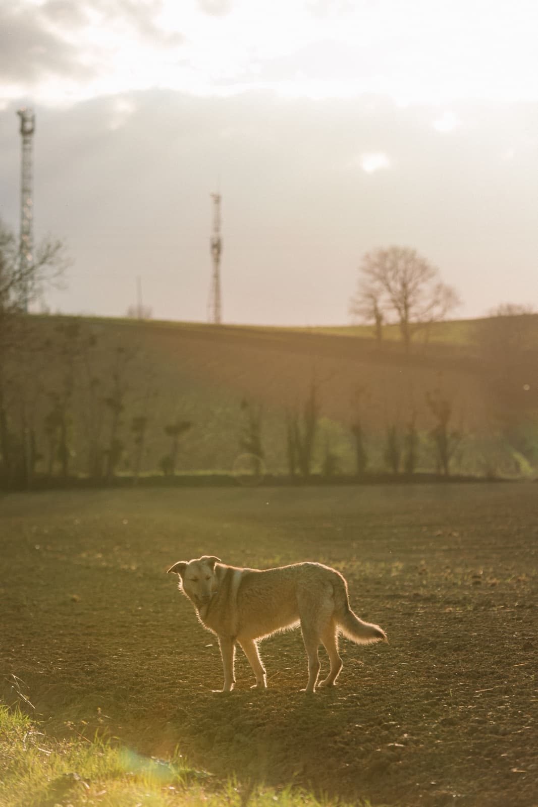 Hund im Sonnenuntergang