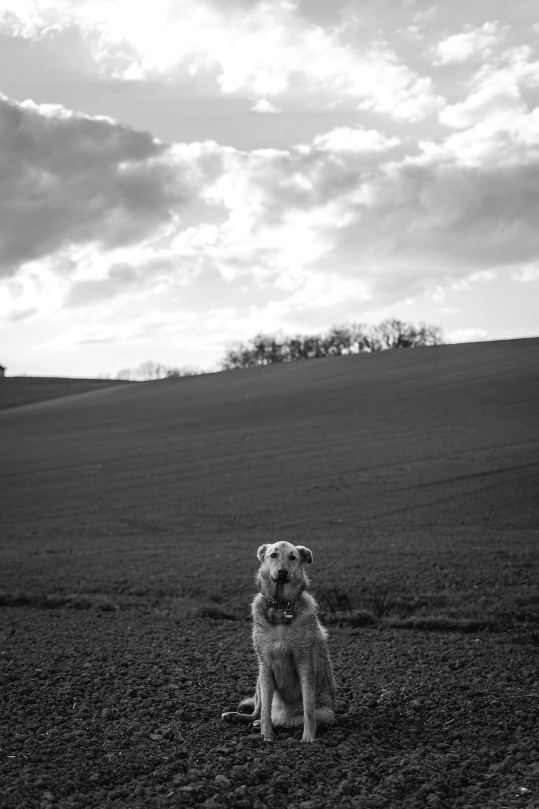 Hund vor Wolkenhimmel