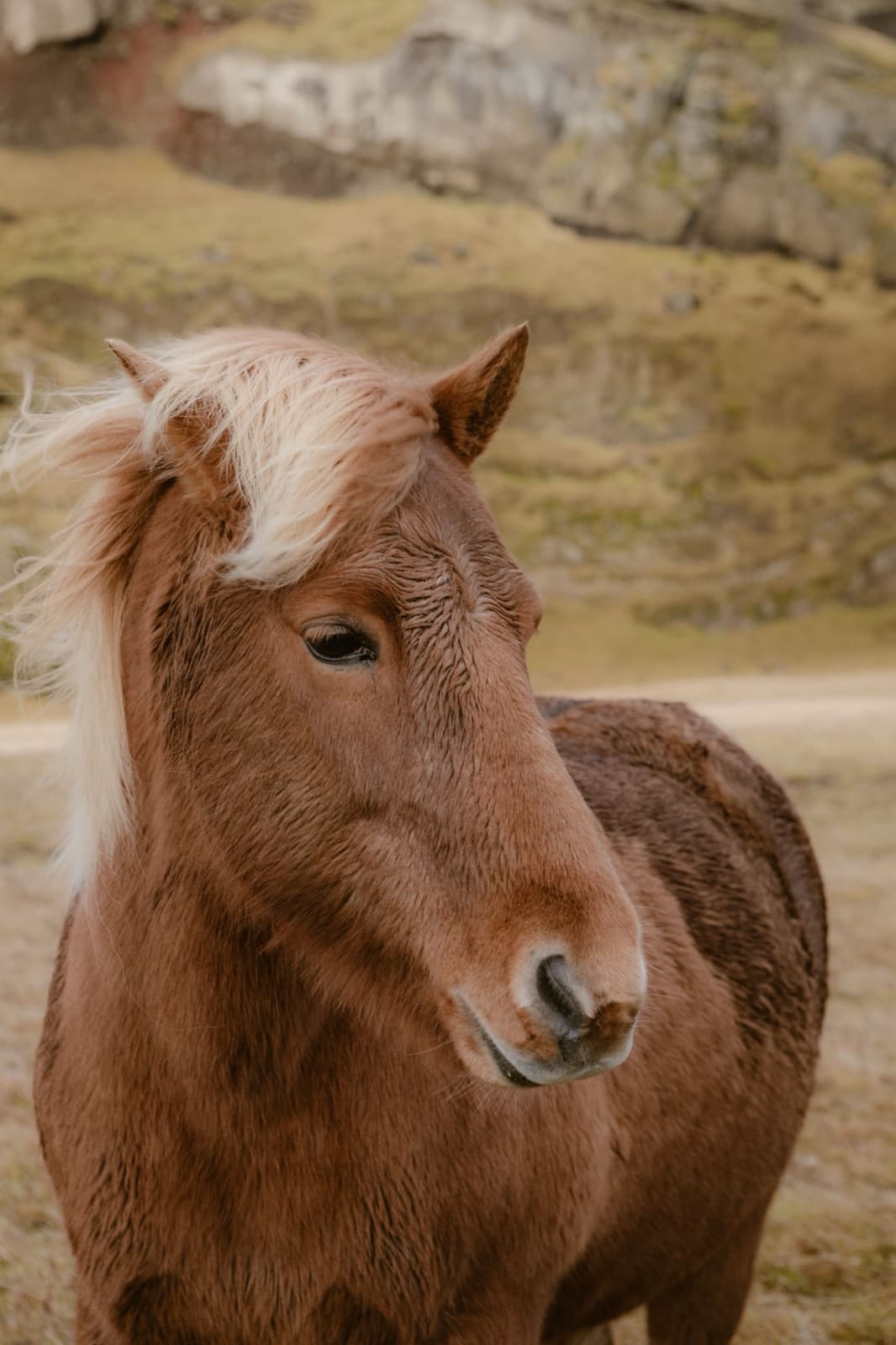 Braunes Pony im Portrait