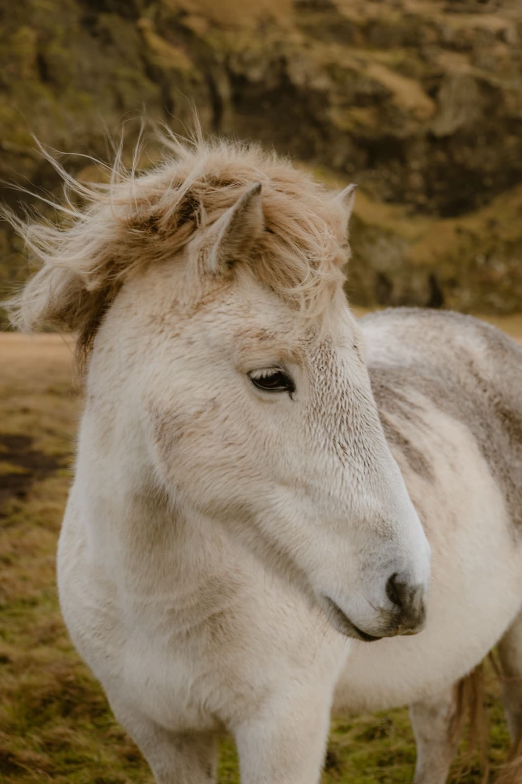 Weißes Pony im Portrait