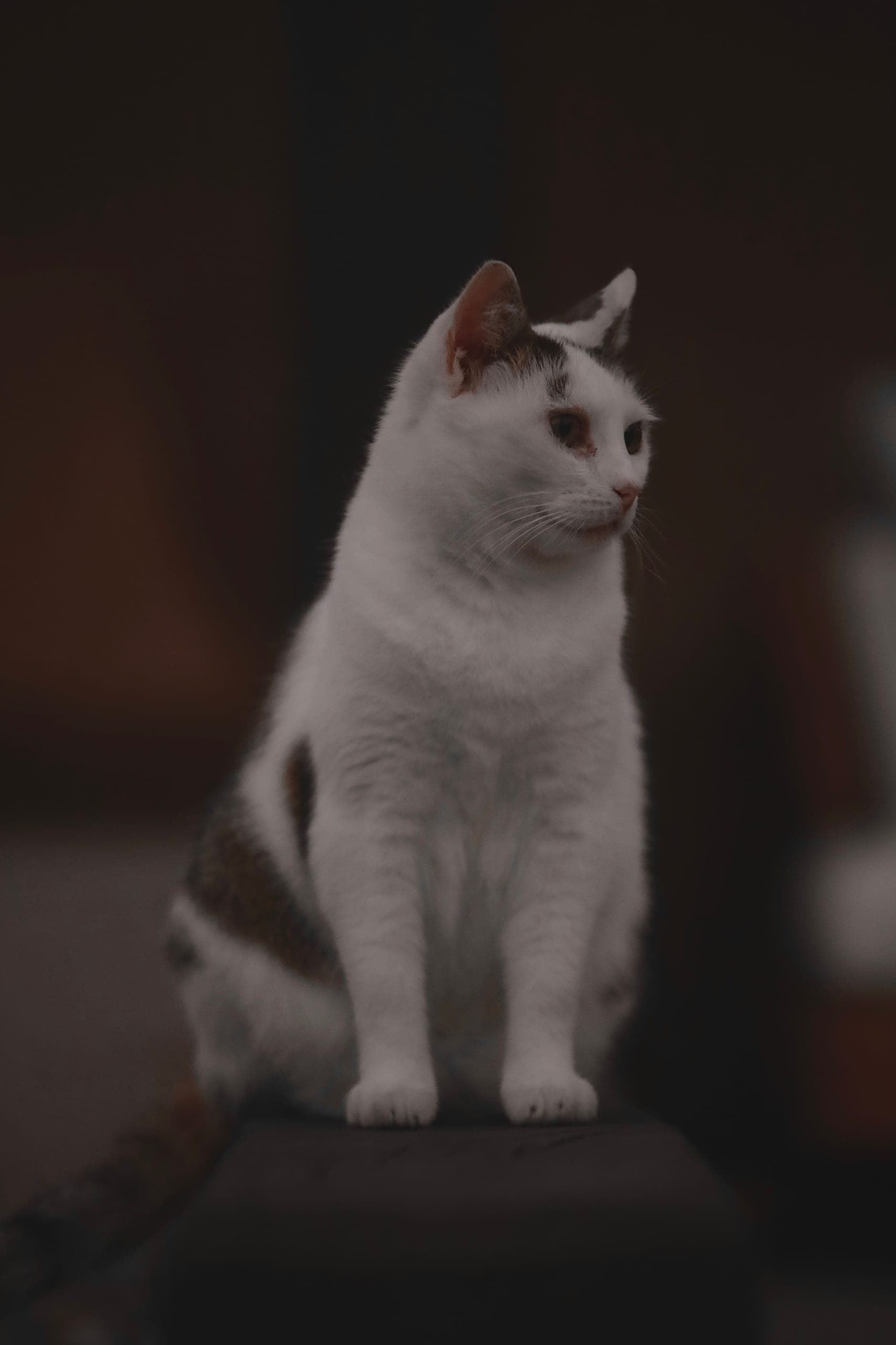 Katze sitzt aufmerksam