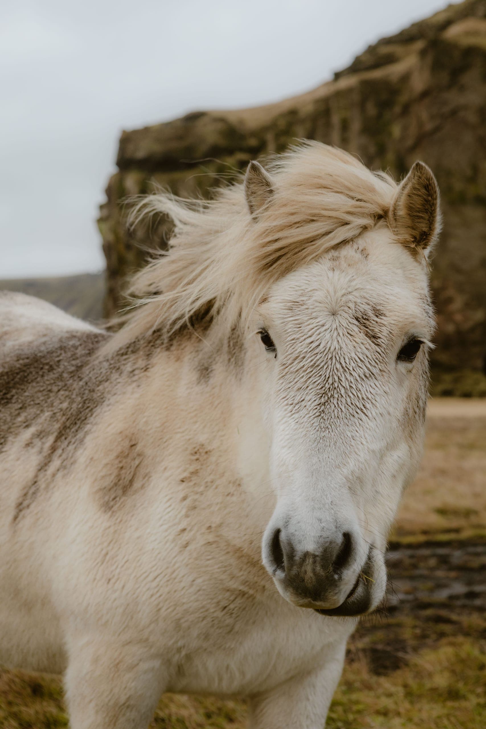 Pony-Portrait vor Berglandschaft